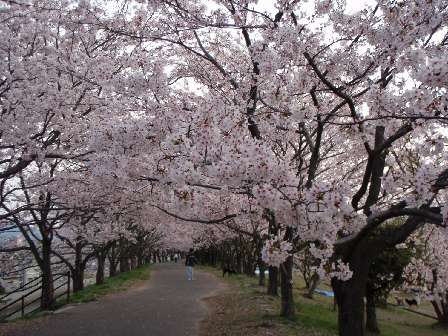  Gambar  Pemandangan Bunga  Sakura  gambar  pemandangan bunga  