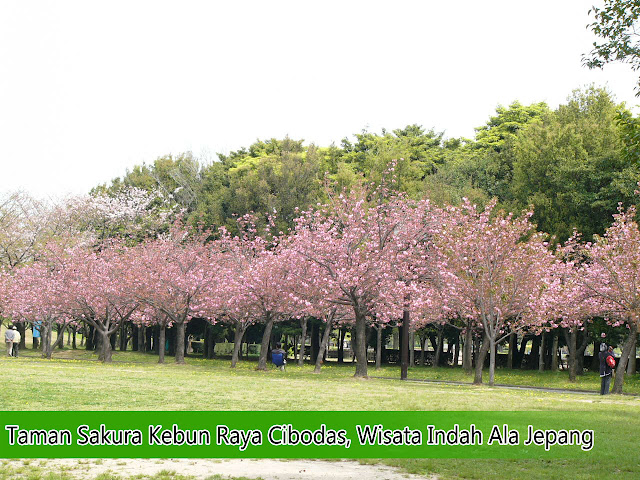 Taman Sakura Kebun Raya Cibodas, Wisata Indah Ala Jepang Taman Sakura Kebun Raya Cibodas, Wisata Indah Ala Jepang