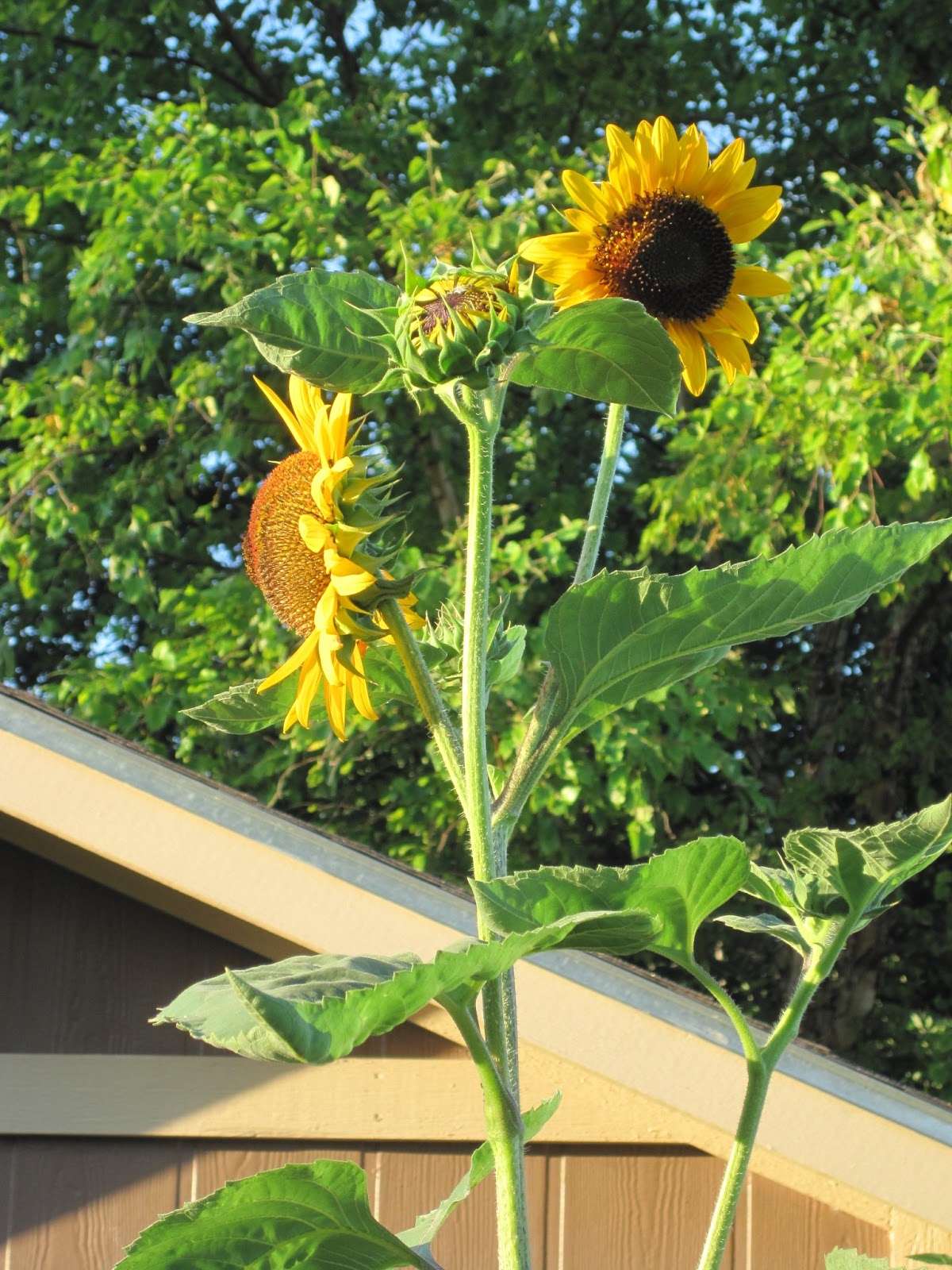 On Crooked Creektt The Sunflower Patch!