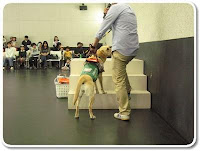 recuperação pós cirúrgica em cães acupuntura em cães