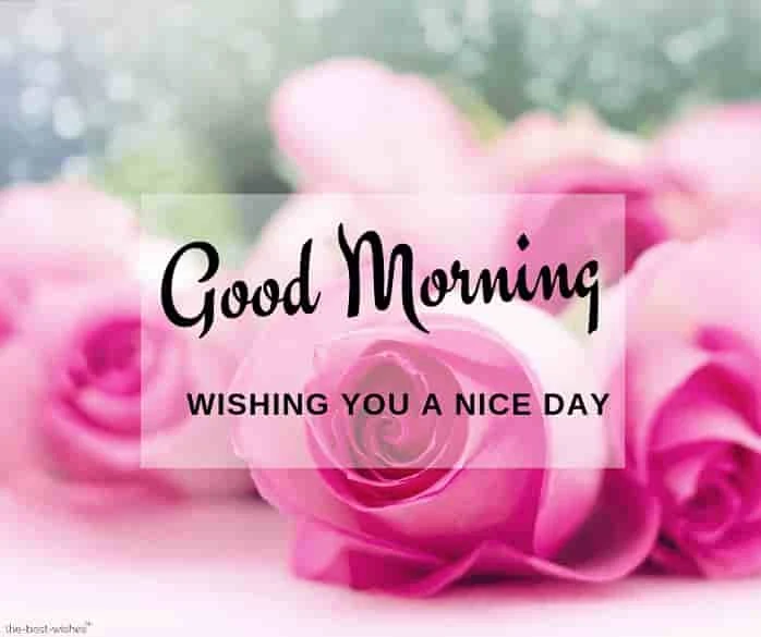 good morning wishes with roses