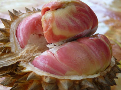 Bibit Durian Pelangi Papua