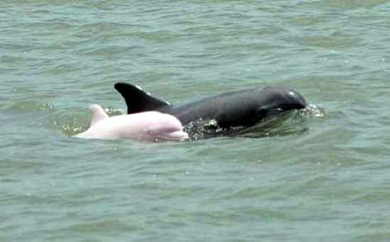 Dolphin Merah muda 