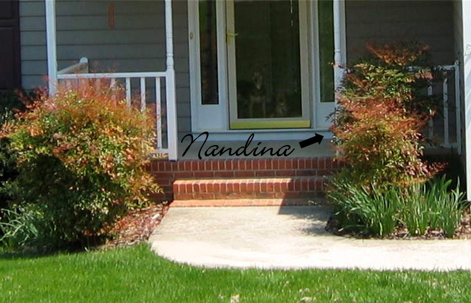 The Red Chair Blog: Evolution of Our Front Door Garden