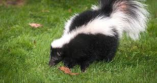 wild-animal wild-animal