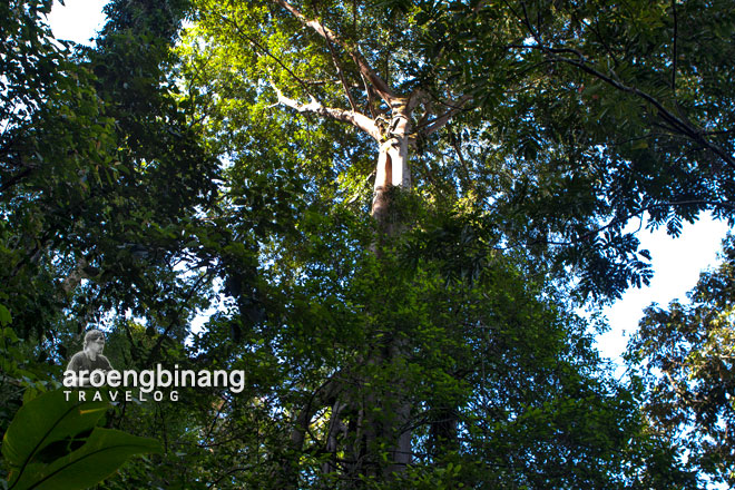 ekowisata petungkriyono pekalongan