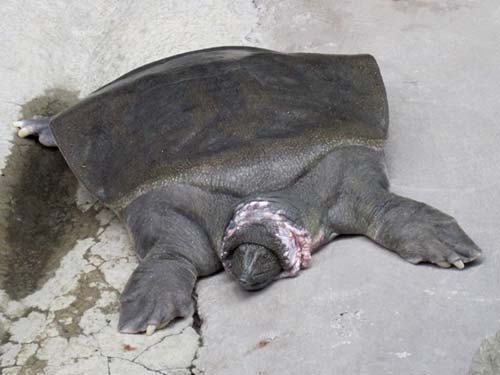 Nile Soft-Shelled Turtle Nile Soft-Shelled Turtle