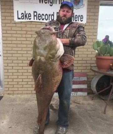 catfish flathead huge oklahoma caught fishing record lake pounds international