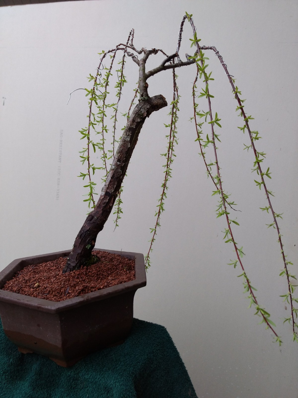 Explore the Beauty of Bonsai Trees at Amazing Bonsai Trees Blog Bonsai