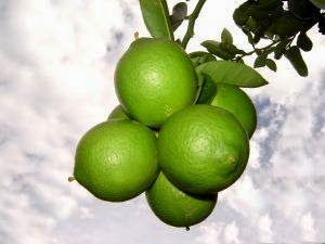 Lime //indonesian-herbal-medicine.blogspot.com/2014/11/lime-for-home-remedies.html