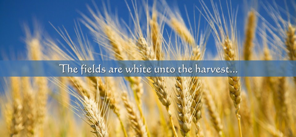 fields white for harvest meaning