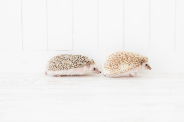 前後に並ぶハリネズミたち 前後に並ぶハリネズミたち