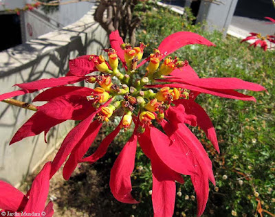 flor navidad faro3