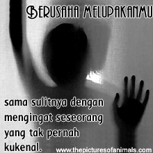 gambar dp bbm gambar dp bbm