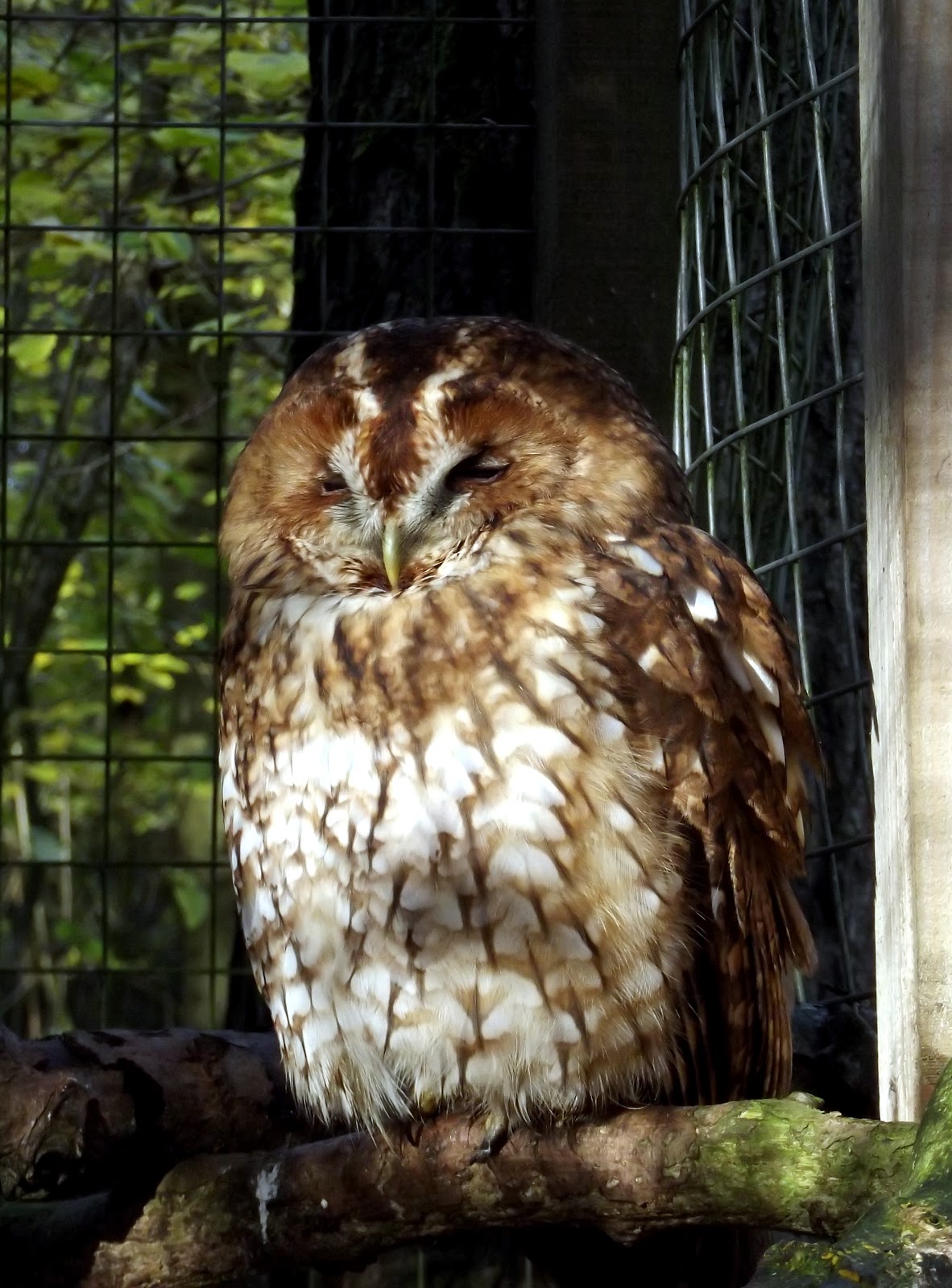 Rutland Falconry & Owl Centre