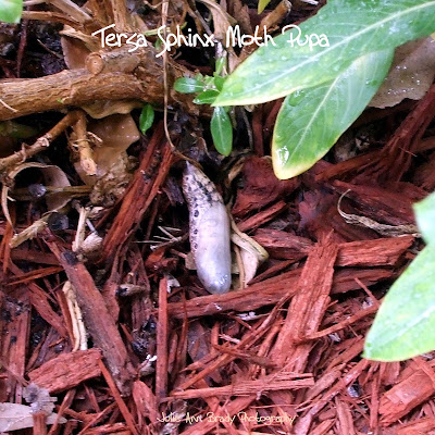 Tersa Sphinx Moth Pupa - Leesburg, Florida, November 10, 2016 Tersa Sphinx Moth Pupa - Leesburg, Florida, November 10, 2016