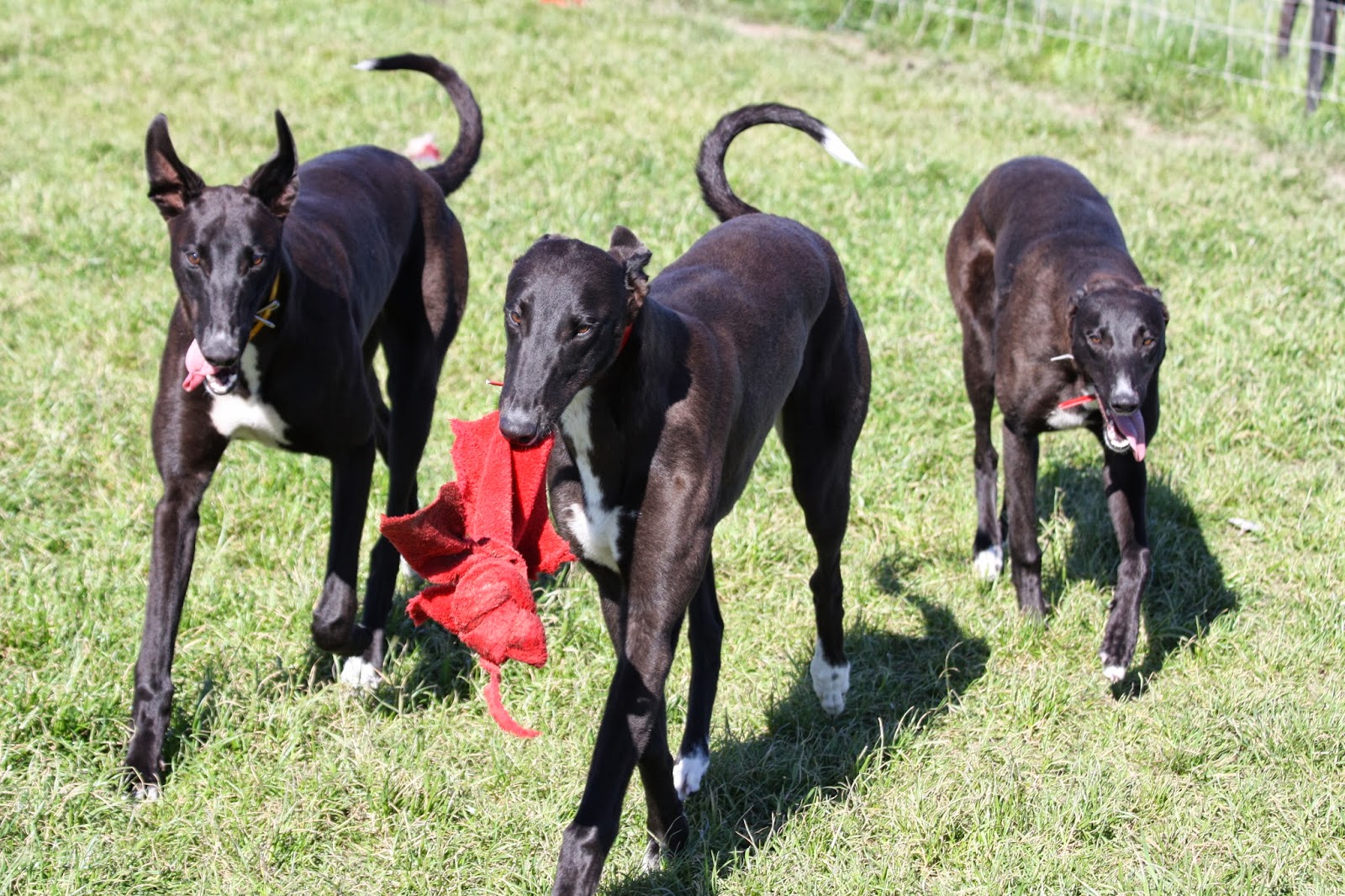 Feral Greyhound Kennels Pups eight and a half months old.