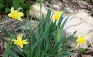 Extra daffodils as well, on the edge of the lawn Extra daffodils as well, on the edge of the lawn