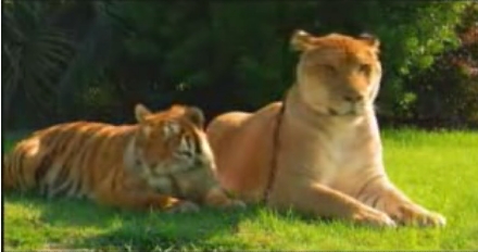 tiger vs polar bear who would win page 8 tiger vs lion size