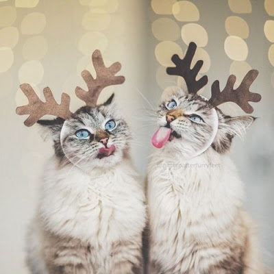Reindeer Cat Costumes