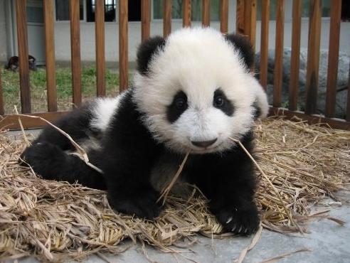 Small panda