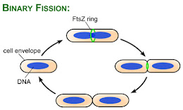 División celular fisión binaria