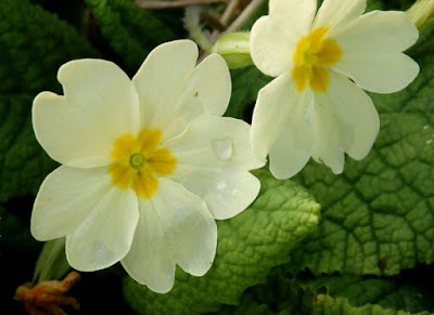 Flores amarillo pálido de Primula vulgaris