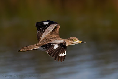 Thick-knee in Flight - Woodbridge Island Cape Town : Processed in Lightroom Classic CC 7.3 Thick-knee in Flight - Woodbridge Island Cape Town : Processed in Lightroom Classic CC 7.3