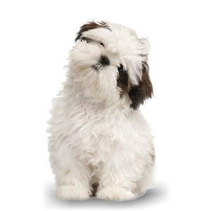 Resultado de imagem para shihtzu png
