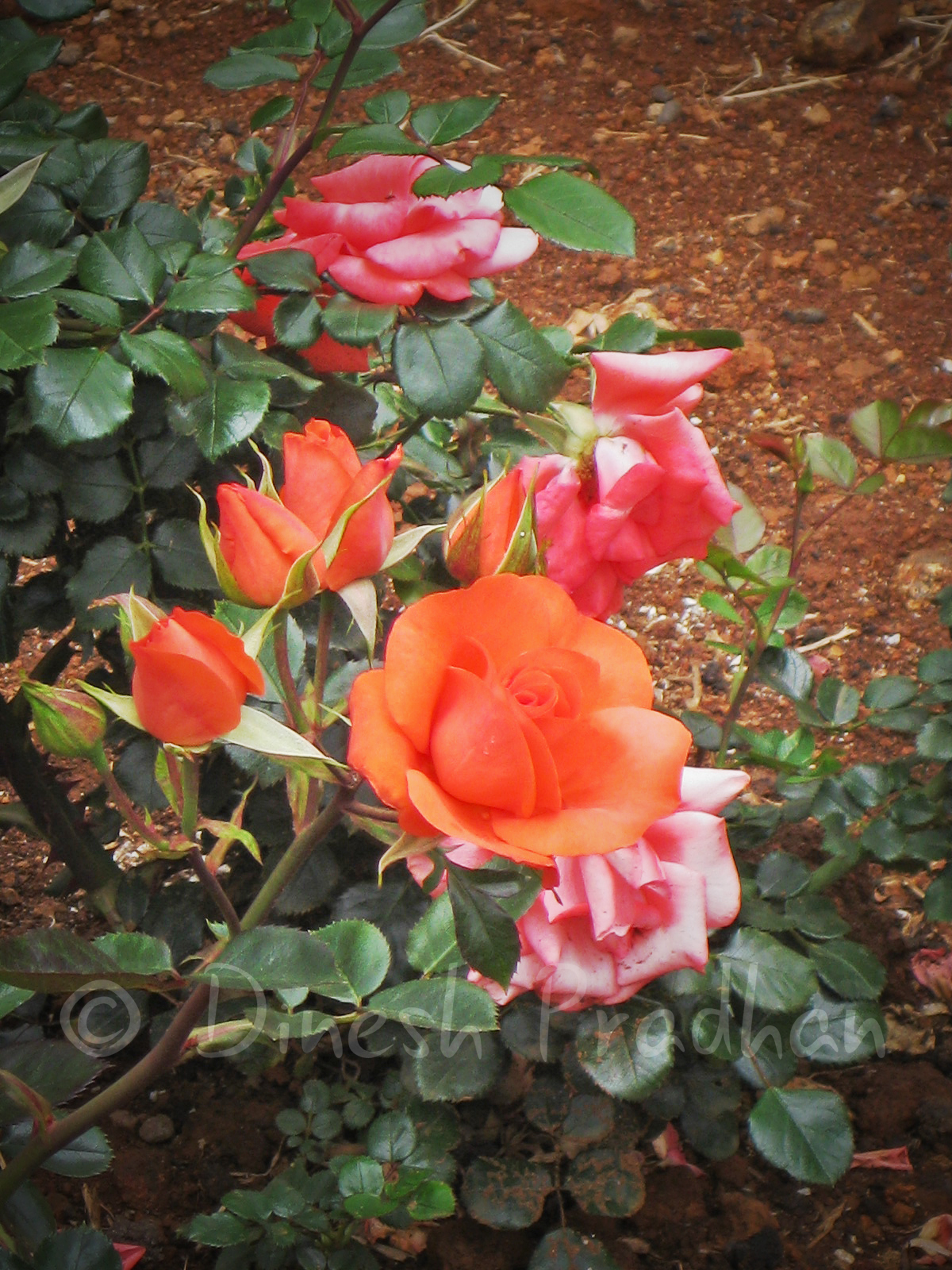 Et Cetera! The best Rose Garden in the World