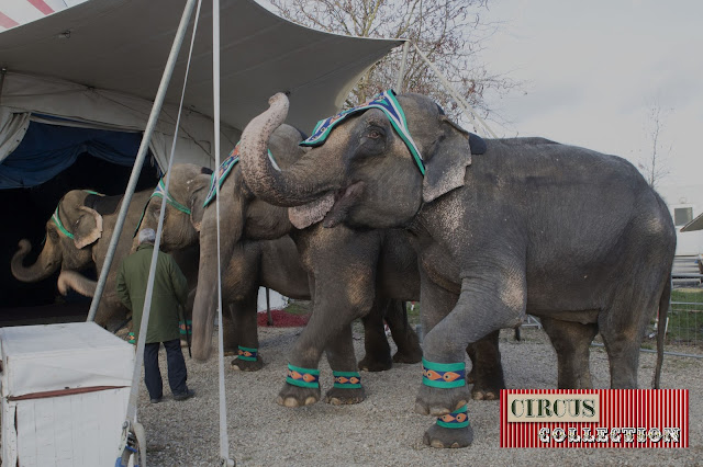 exercice avant la représentation pour les éléphant du cirque Arlette Gruss