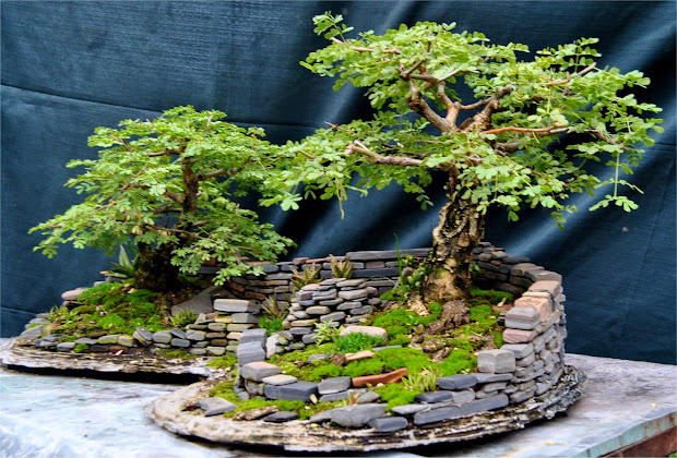 lennard's bonsai beginnings. landscape