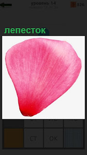 Обыкновенный розовый лепесток одного из цветов