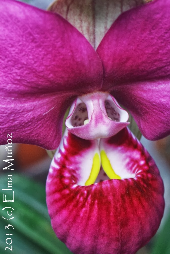 Phragmipedium peruvianum. La más gloriosa orquídea descrita en dos décadas.  ~ Orquídeas del Perú