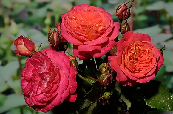  Midsummer rose сорт розы фото 