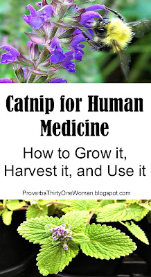 Catmint Herbal Medicine