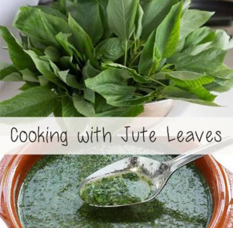 JUTE LEAF What You Don't know About This Leaf