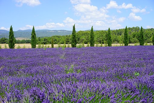 Benefits of the Lavender Plants