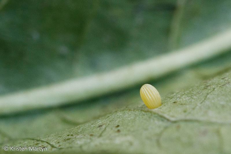 Getting to Know Butterflies Nature Notes Blog