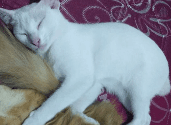 Kucing Kampung Lucu dan Bagus , Cocok Untuk Dipelihara ! - Mengenal Hewan