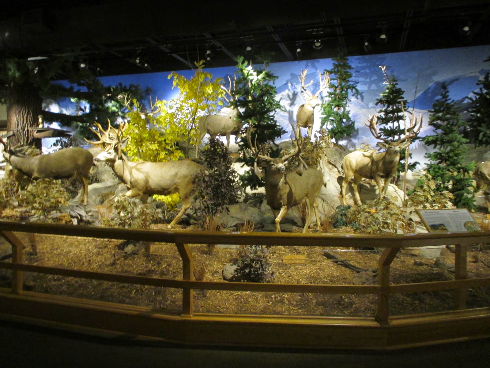 Backyard Excursions Kansas City Cabelas Mule Deer Museum