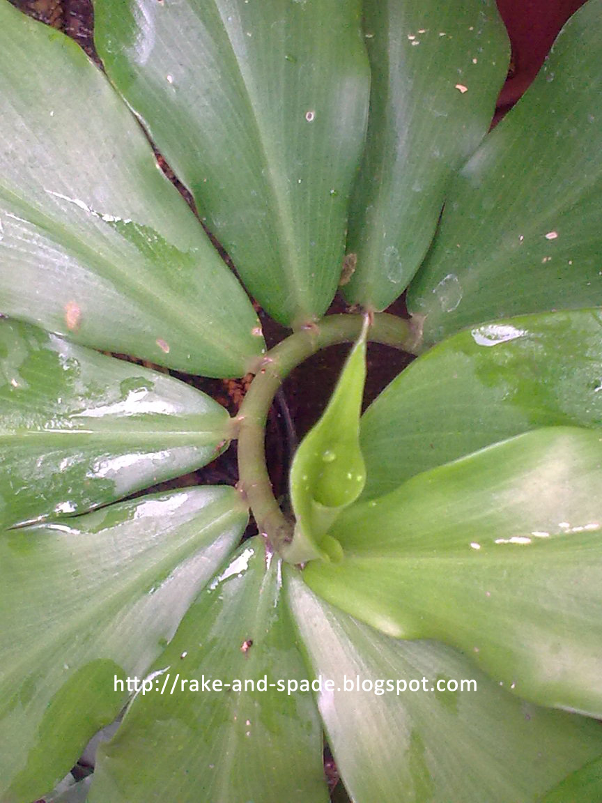 Rake and Spade Insulin Plant Another Natural Cure for