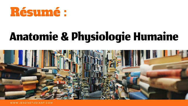Résumé : Anatomie et Physiologie Humaine Résumé : Anatomie et Physiologie Humaine