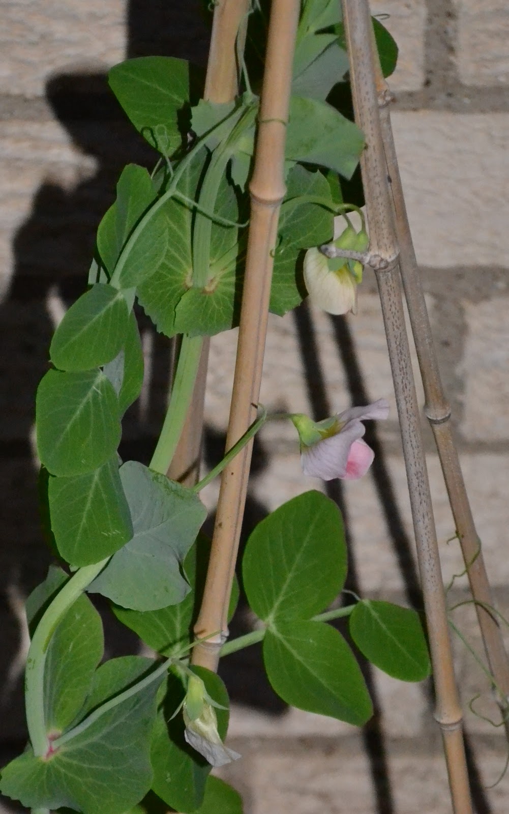 Gardener's Watch Edamame Flowers