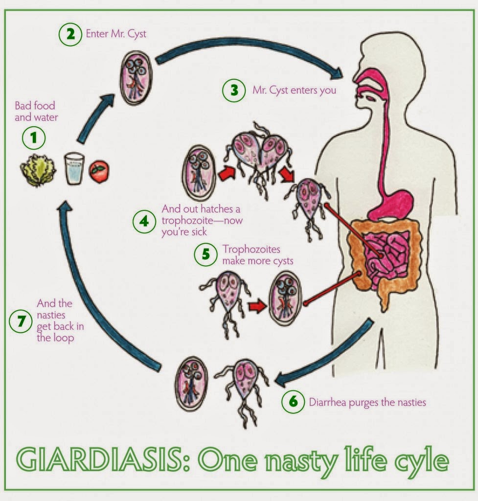 Lombard Animal Hospital Giardia Not Your Every Day Parasite!