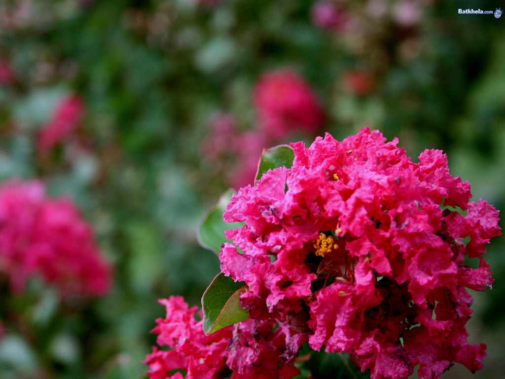 Flower Photos Magenta Flower