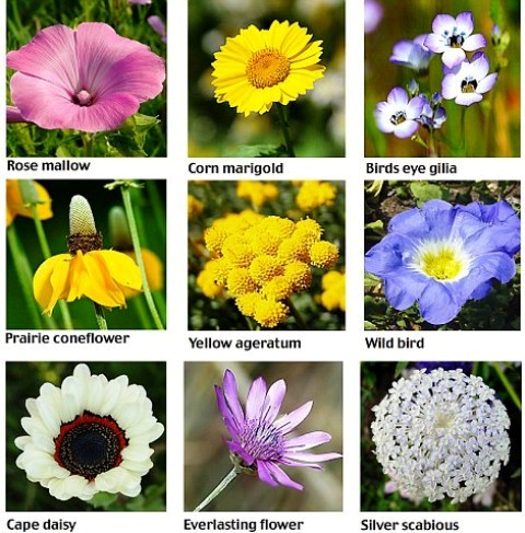 Flower Name List Flower Name List