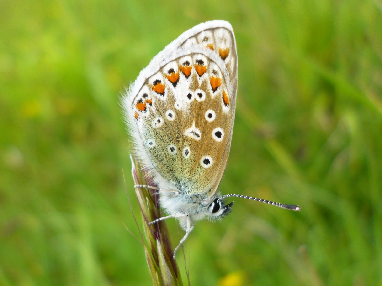 Monmouthshire Moth and Butterfly Group VC35 and Wales Species and