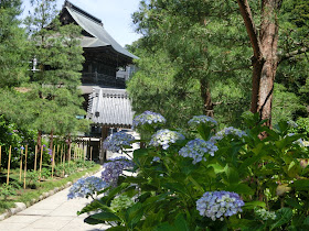 北鎌倉 建長寺のアジサイ 開花 見頃情報