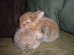 A couple of bunnies at 2 1/2 weeks old....